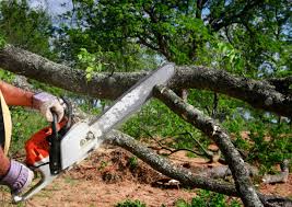 Best Arborist Consultation Services  in Emmon, AK